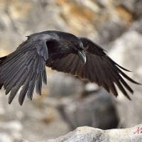 corvo imperiale