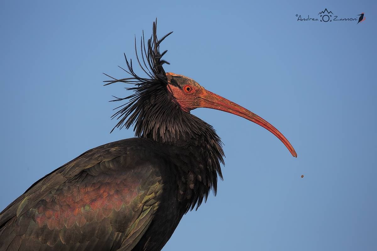 tam ibis Ambraa