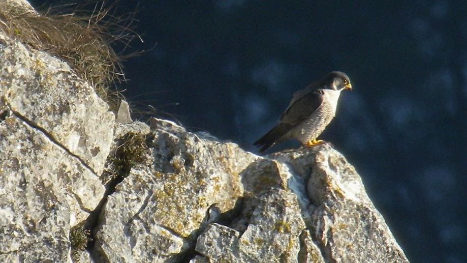 falco pellegrino valle (foto del naturalista Domen Stanic)
