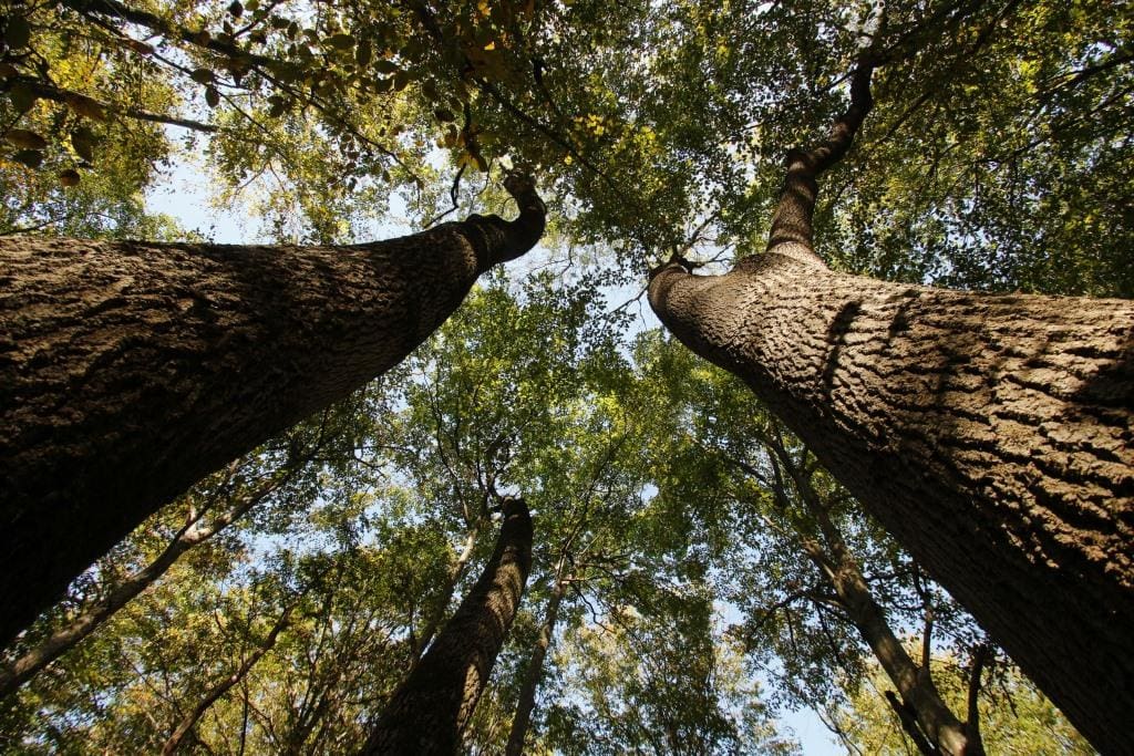 tam corso alberi 2022 Grandi Frassini ossifilli