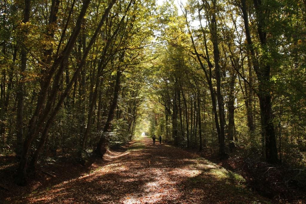 tam corso alberi 2022 Strada nel bosco Baredi (2)